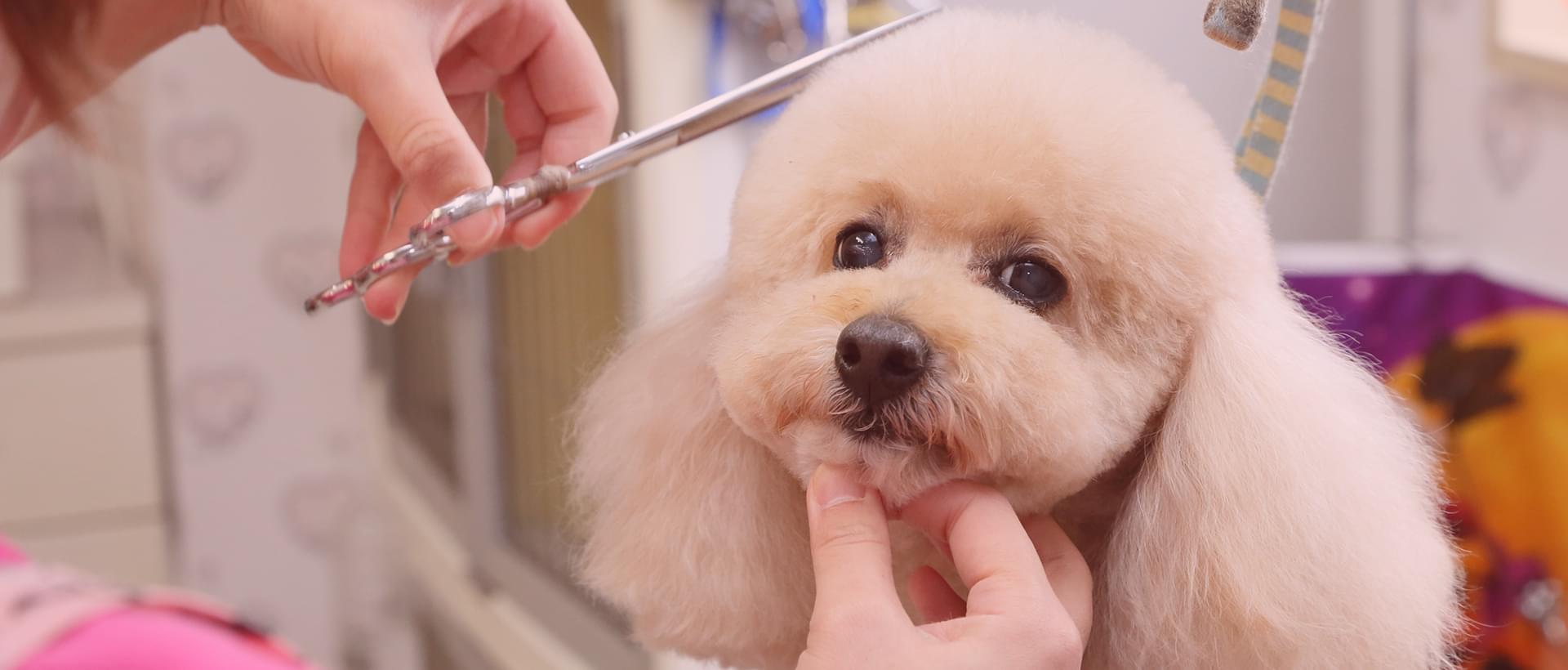 Canine Salon Tiara