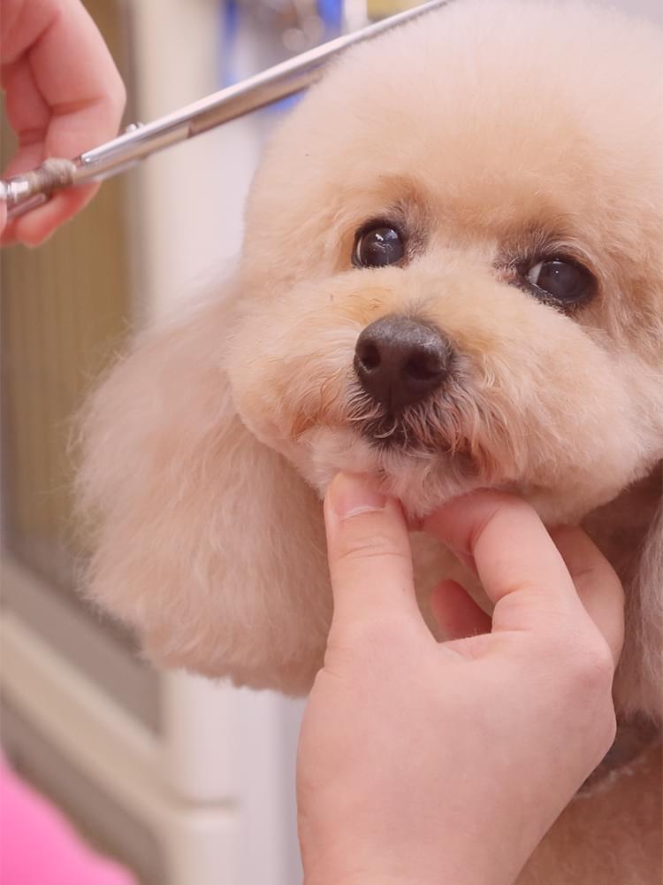 Canine Salon Tiara